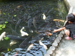 鯉、こい，来い