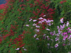 もうすぐコスモス