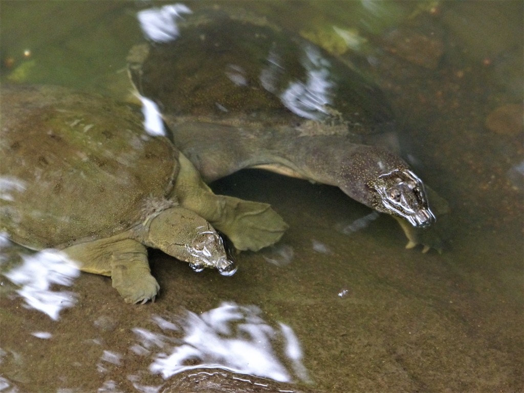 右は大きいです