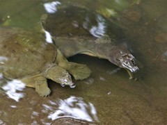 右は大きいです