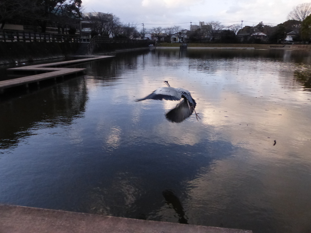 これは軽いので連写できます