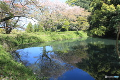 散る桜