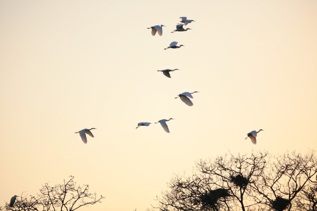 羽が透けてますね