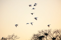 羽が透けてますね