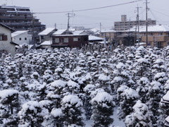 久留米６センチ