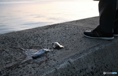 残念コロッケサイズ