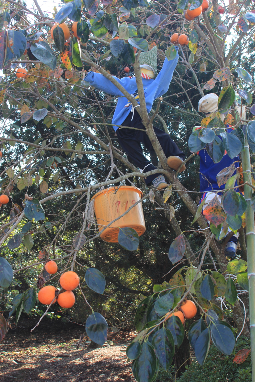 柿とっちゃダメ