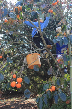 柿とっちゃダメ