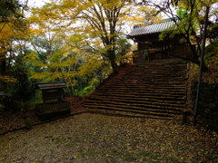 ここも見ごろ