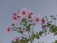 これがホントの色