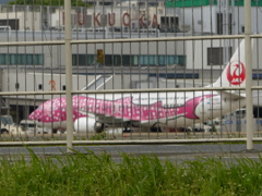 ピンクのじんべーざめ