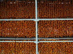 まあ柿でも食べて