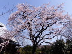 大きい桜です