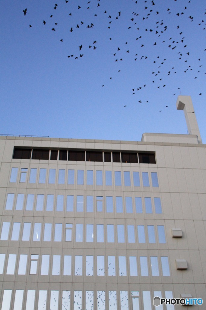 ムクドリシリーズ