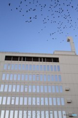 ムクドリシリーズ