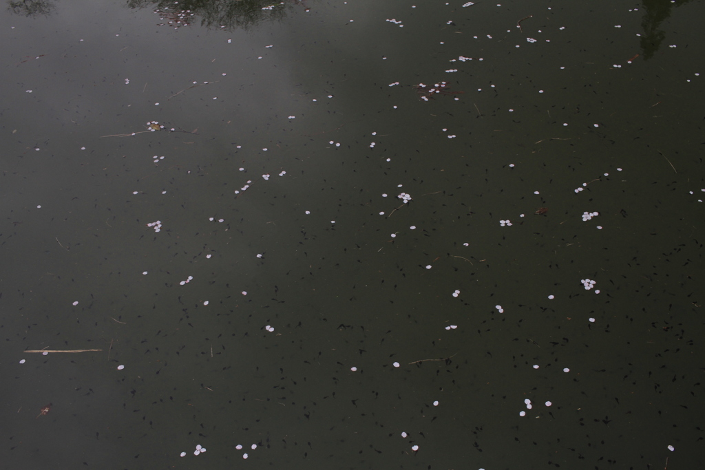 オタマジャクシの子は