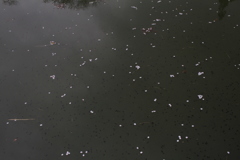 オタマジャクシの子は