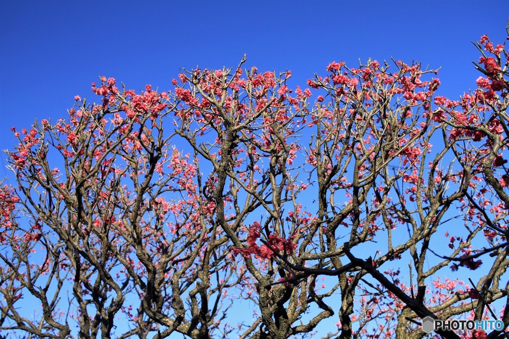 写し方は、こうばい