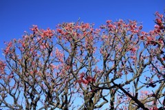 写し方は、こうばい