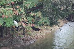 サギとかわせみ