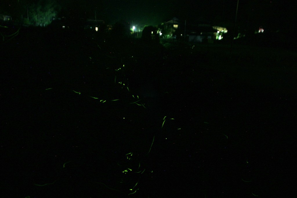 いっぱいいましたが