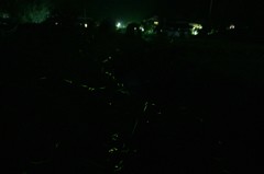 いっぱいいましたが