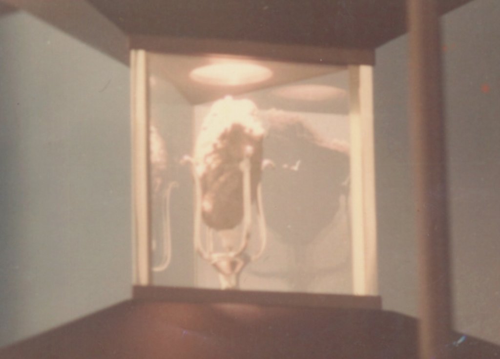 4時間並んだ月の石