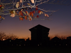 紅葉の写し方は