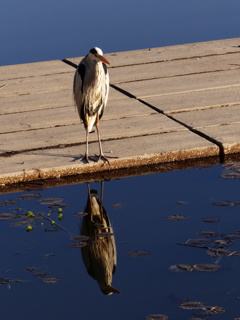 今朝の青ちゃん