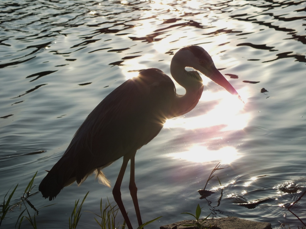 シリーズ火の鳥