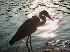 シリーズ火の鳥