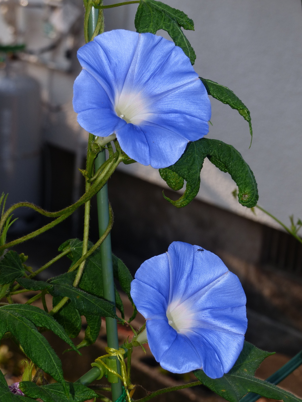 きれいに咲いたよ