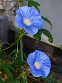 きれいに咲いたよ