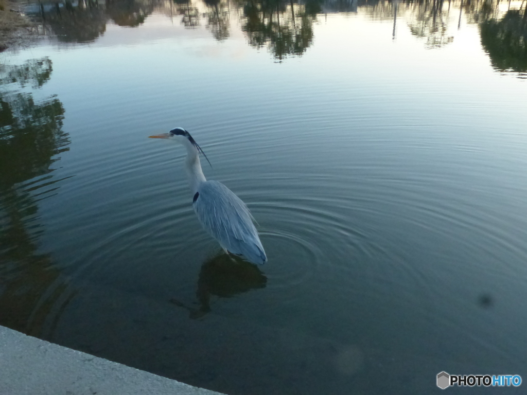 今日の青ちゃん