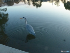 今日の青ちゃん