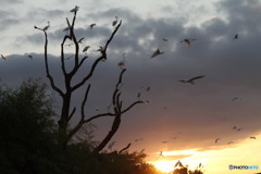 いっぱいいますよ