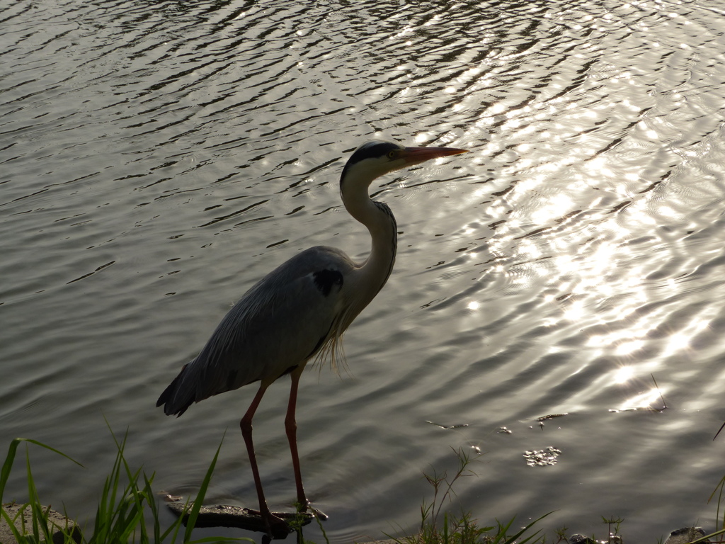 火の鳥シリーズ