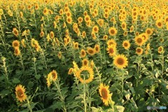 はいこっち向いてください