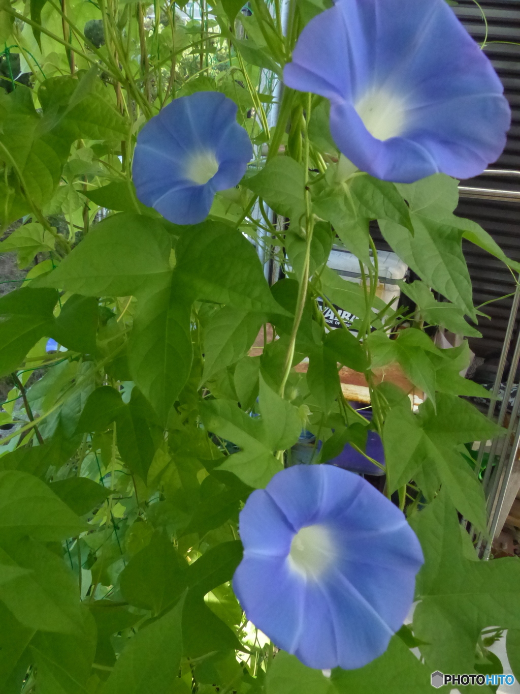 源さんちの日よけ