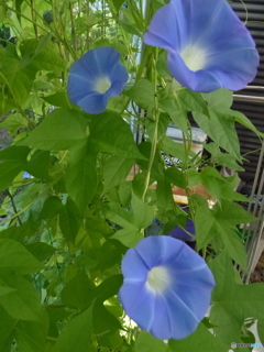 源さんちの日よけ