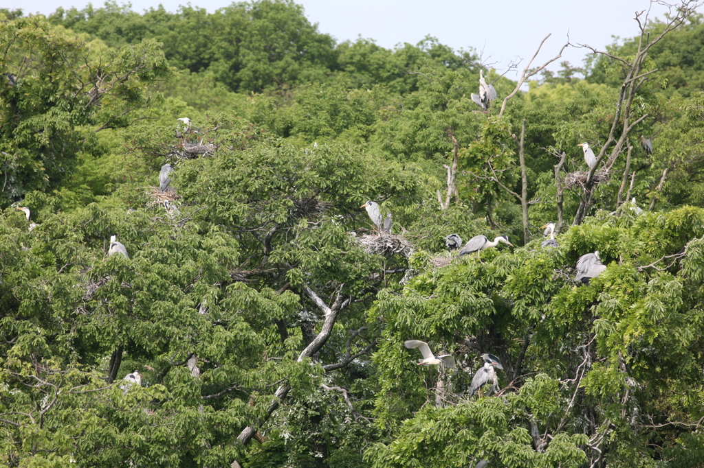 もういいコロニー