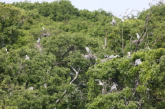 もういいコロニー