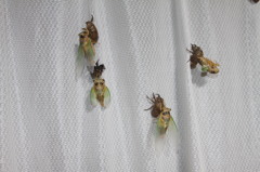 このころの羽がきれいです