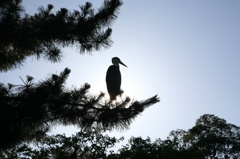 火の鳥