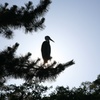 火の鳥