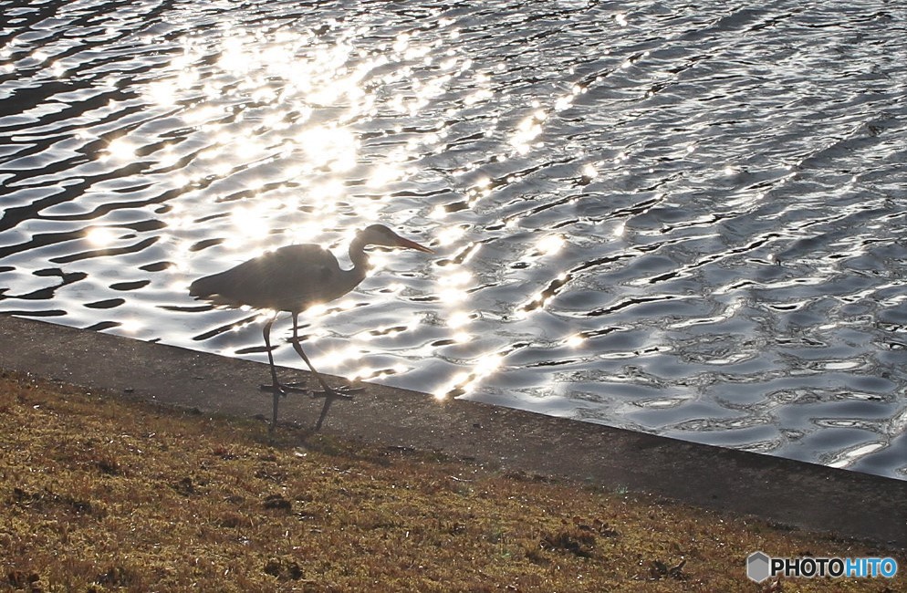 火の鳥シリーズ