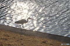 火の鳥シリーズ