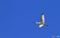羽が黒いのは若鳥ですね