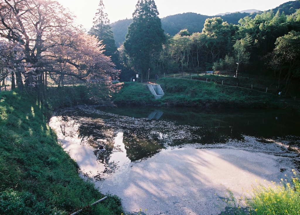 おおきな山桜