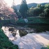 おおきな山桜